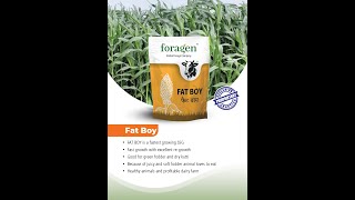 Maximize Dairy Farm Profits with Foragen’s FAT BOY Grass Seeds shorts [upl. by Ahsetel982]