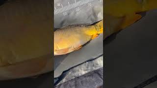 Une miroir au sec 🎣 carpe carpfishing carpiste fishing carp carpfish pechedelacarpe fish [upl. by Nevad]