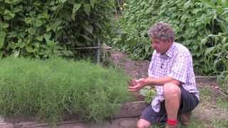 How to grow Agretti [upl. by Budwig]