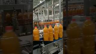 MANGO Factory Secrets Revealed Whats Inside the Fruit Pack [upl. by Ahsinawt937]