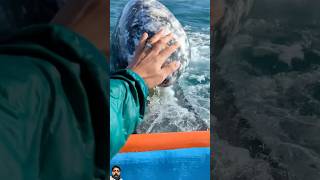 fishing graywhale whale fish ocean 🤗💰🤗 [upl. by Tilford]