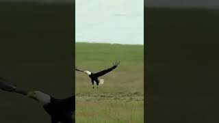 The Most Amazing Eagle Attacks [upl. by Bjork]