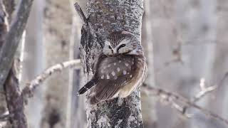 Northern Saw Whet Owl Catches Vole [upl. by Yenaj228]