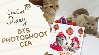 BTS Photoshoot Kucing Bermain Barongsai  Cia Cat Diary  Ep 34 [upl. by Seed]