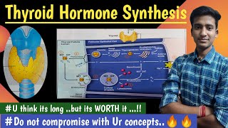 Synthesis and ReleaseThyroid HormoneEndocrine Physiology  in hindi Ashish Agrawal [upl. by Iknarf]