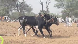 Champion bull حسن کشمیر mela dina bull owner hafiz Anwar shb chakswari masha Allahbull race pak [upl. by Edric]