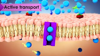 Biology Cell Transport [upl. by Higgins]