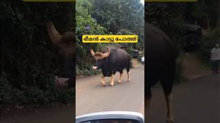 ഇന്ത്യൻ ബൈസൺ aka കാട്ട് പോത്ത് Indian bison gaur malayalam shorts [upl. by Anne-Corinne]