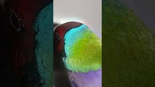 Vibrant Male RedHeaded PurpleBreasted Gouldian Finch Perches Gracefully on a WallMounted QLED TV [upl. by Euqnimod]