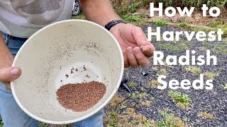 How to Harvest Radish Seeds [upl. by Edan]