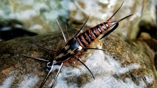 Stonefly nymph fly tying instructions by Ruben Martin [upl. by Elokkin678]