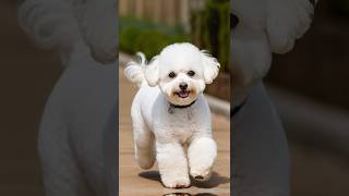 Best Hypoallergenic Dog Breeds for Allergies 2024 [upl. by Rask]