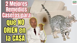 🐱 DESCUBRE LOS 2 MEJORES REMEDIOS CASEROS PARA QUE EL GATO NO SE ORINE EN LA CASA 🐱 [upl. by Searby]