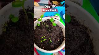 How to Grow and Care Stock Flower PlantMatthiola incana Care of Stock plant [upl. by Rowe]