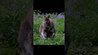 About fact of potoroo kangaroo viraltrending knownledge facts animal shortfeed [upl. by Towill272]