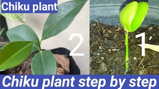 how to grow chikusapodillasapota plant from seedsChiku ke paudhe Ko ugane Ka Tarika [upl. by Anerroc169]