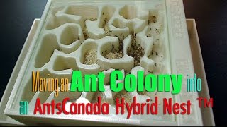 Moving an Ant Colony into an AntsCanada Hybrid Nest ™ [upl. by Catrina]