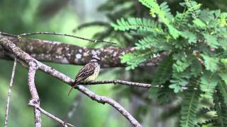 Sulphurbellied Flycatcher [upl. by Theodosia]