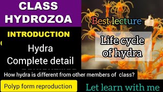 Life cycle of hydra hydra [upl. by Weiler]