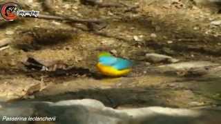 passerina leclancherii Orangebreasted Bunting [upl. by Yreneh]