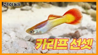 카리프 선셋 구피를 소개합니다  Introducing the Micariff Sunset Guppy [upl. by Hachmin]