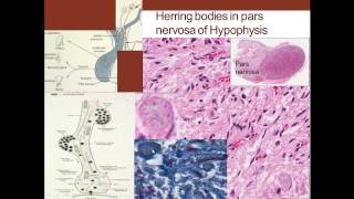 7 Medical School Histology Endocrine System Part 1 Pituitary Thyroid Parathyroid [upl. by Kahaleel]