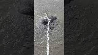 Florida sea cow [upl. by Velick829]