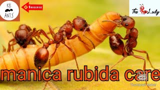 Manica Rubida Care [upl. by Pazice]