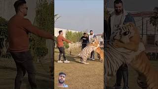 tiger tigerfight animals pathan attitude fightingtiger tiger 🐅🐯🐅🐯 short video [upl. by Alleul]