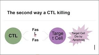 Lecture 6 Presentation T cell at work B [upl. by Kristianson]