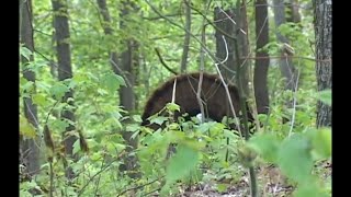 Timber West Virginia Turkey Hunt [upl. by Sehcaep]