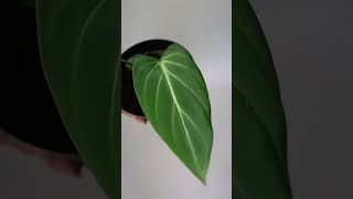 Philodendron Gloriosum darkfom plants green gardening [upl. by Emmott]