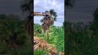 Road construction excavator clears roadside palm trees [upl. by Llewellyn]