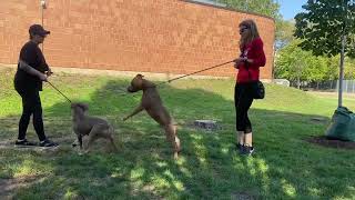 Wolfman and Genette leash test 10524 [upl. by Marya]