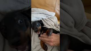 Dachshund Puppy Happy Cuddles lovemydachshund puppy dachshund [upl. by Ecnadnac]