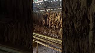 Nos Encontramos en Viñales ¡Elaborando Tabaco de Forma Tradicionaltabaco viñales cuba trading [upl. by Keli]