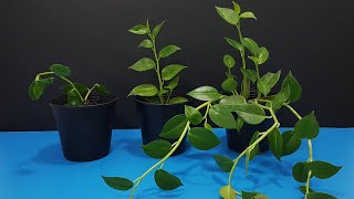 How to Grow Peperomia Scandens Plant at Home Fast amp Easy How to Propagate Peperomia Scandens [upl. by Nahsar]