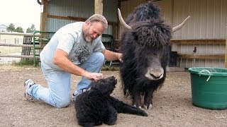 Amy Singer from Knittycom the Yak Man from Bijou Basin Ranch  Rhinebeck 2008  lk2g041 [upl. by Adlar]