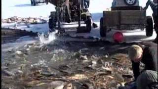 Utah LakeCarp Removal [upl. by Ard77]