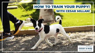 How To Train Your Puppy With Cesar Millan [upl. by Berl195]