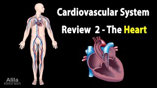 CARDIOVASCULAR SYSTEM REVIEW 2  ALL ABOUT HEART in less than 10 min Animation [upl. by Tham930]