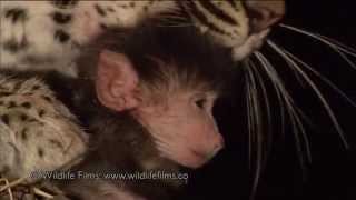 Incredible leopard and baby baboon interaction [upl. by Enivid]