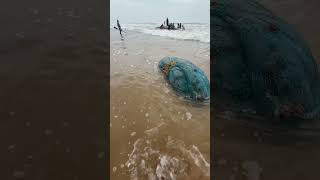 Chepalu Veta fishing veta pavanbunga trending shortvideos beach fish chepalu hardwork in [upl. by Enilauqcaj]