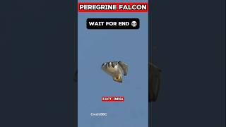 Peregrine Falcon😱 💀youtubeshorts podcast shortsfeed [upl. by Porty116]