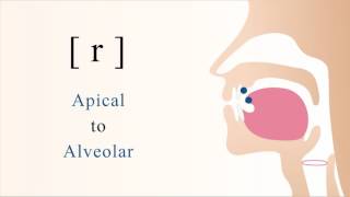 r  voiced apical alveolar trill [upl. by Oirretno]