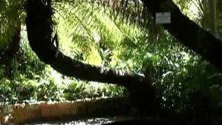 Kirstenbosch  South Africa Travel Channel 24 [upl. by Eissehc]