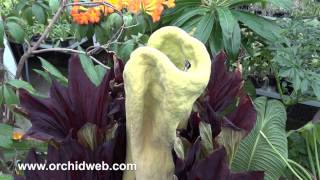 Orchid Web  Amorphophallus titanum [upl. by Orvah]