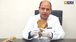 Lower Limb Anatomy  Dr Hamdino Attia  1 Hip Bone  HUE [upl. by Rexer]