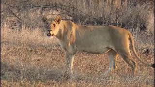 Pregnant Satara Pride Lioness in Kruger National Park [upl. by Eceirehs475]