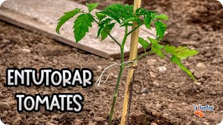 Como Entutorar Tomates  Tutores Para Tomates Con Cuerdas  La Huertina De Toni [upl. by Robaina]